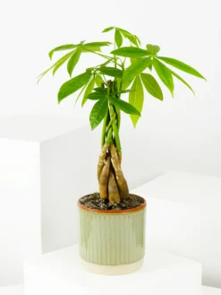 Pachira Aquatica | Altura 50cm - Maceta 12cm