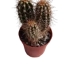 Pachycereus Pringlei Cactus Pequeño Ø5