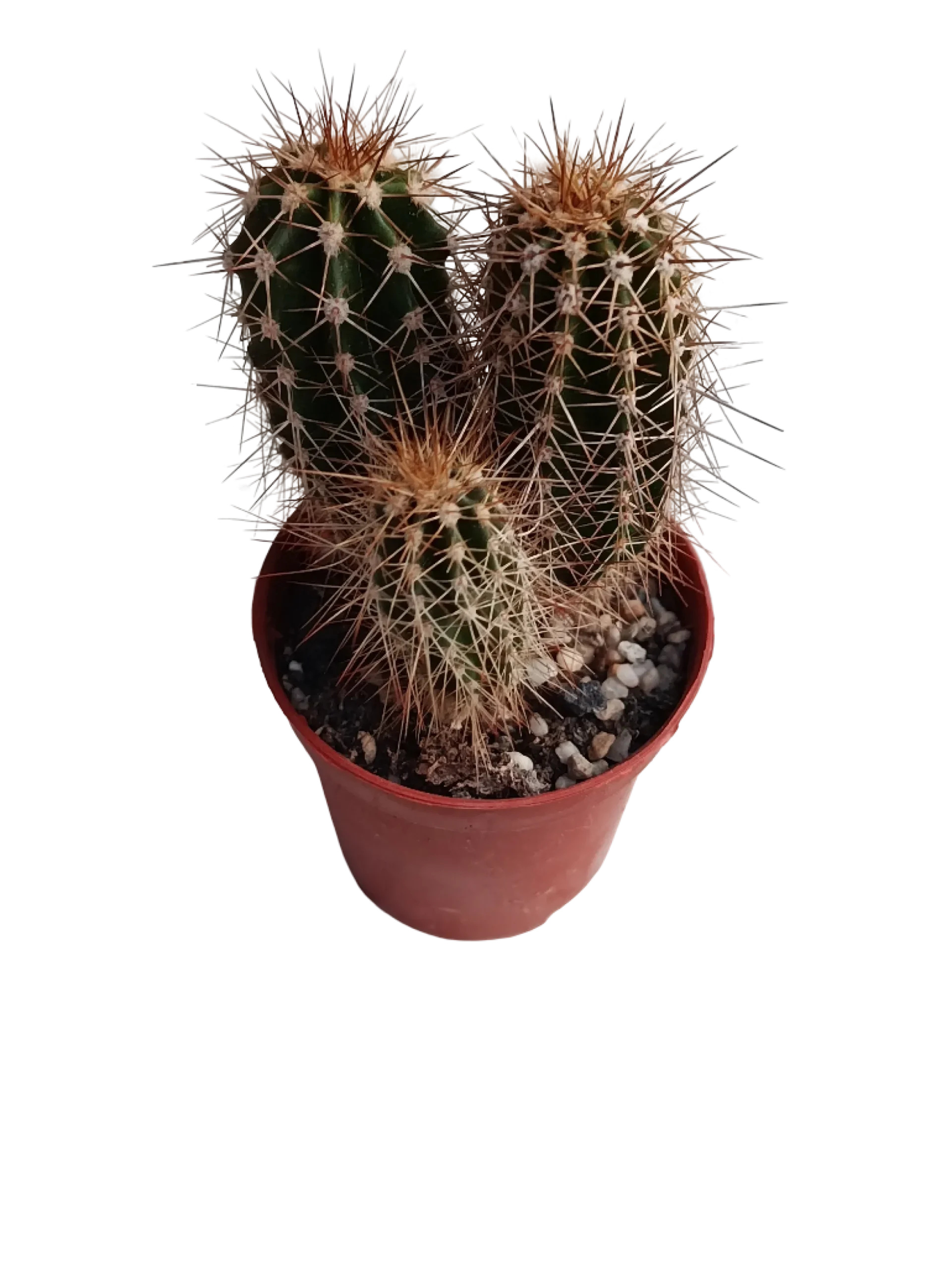 Pachycereus Pringlei Cactus Pequeño Ø5