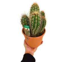 Pachycereus Pringlei M17 25-35cm