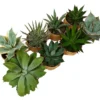 Pack 8 Agaves Variados M11