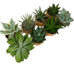 Pack 8 Agaves Variados M11