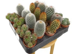 Pack 24 Cactus Variado M5