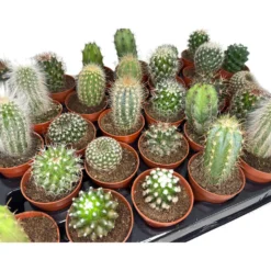 Pack 24 Cactus Variado M5