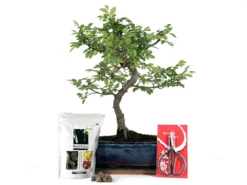 Pack Completo Bonsái Zelkova 10 Años + Plato, Tijera, Y Abono