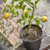 Pack De 3 Medidores De Humedad Para Plantas Sus.tee Verde – S –