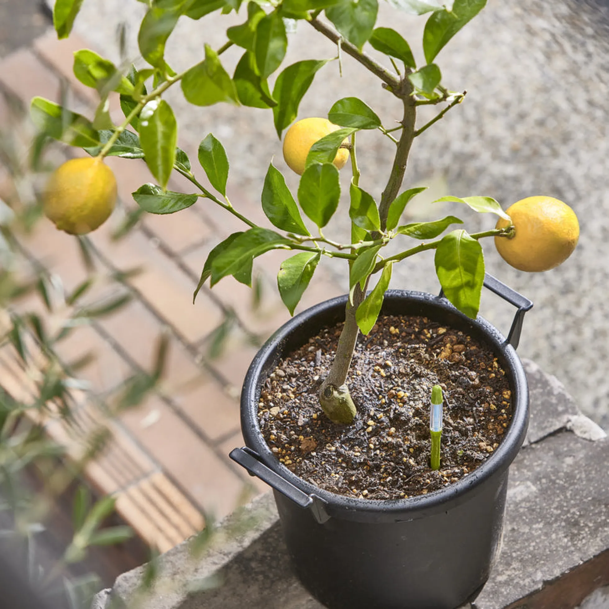 Pack De 3 Medidores De Humedad Para Plantas Sus.tee Verde – S –