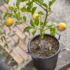 Pack De 3 Medidores De Humedad Para Plantas Sus.tee Verde – L –