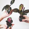 Pack De Mini Plantas - 6 Unidades