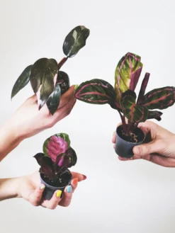 Pack De Mini Plantas - 6 Unidades