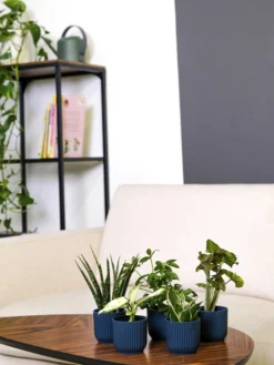 Pack De Mini Plantas - 6 Unidades