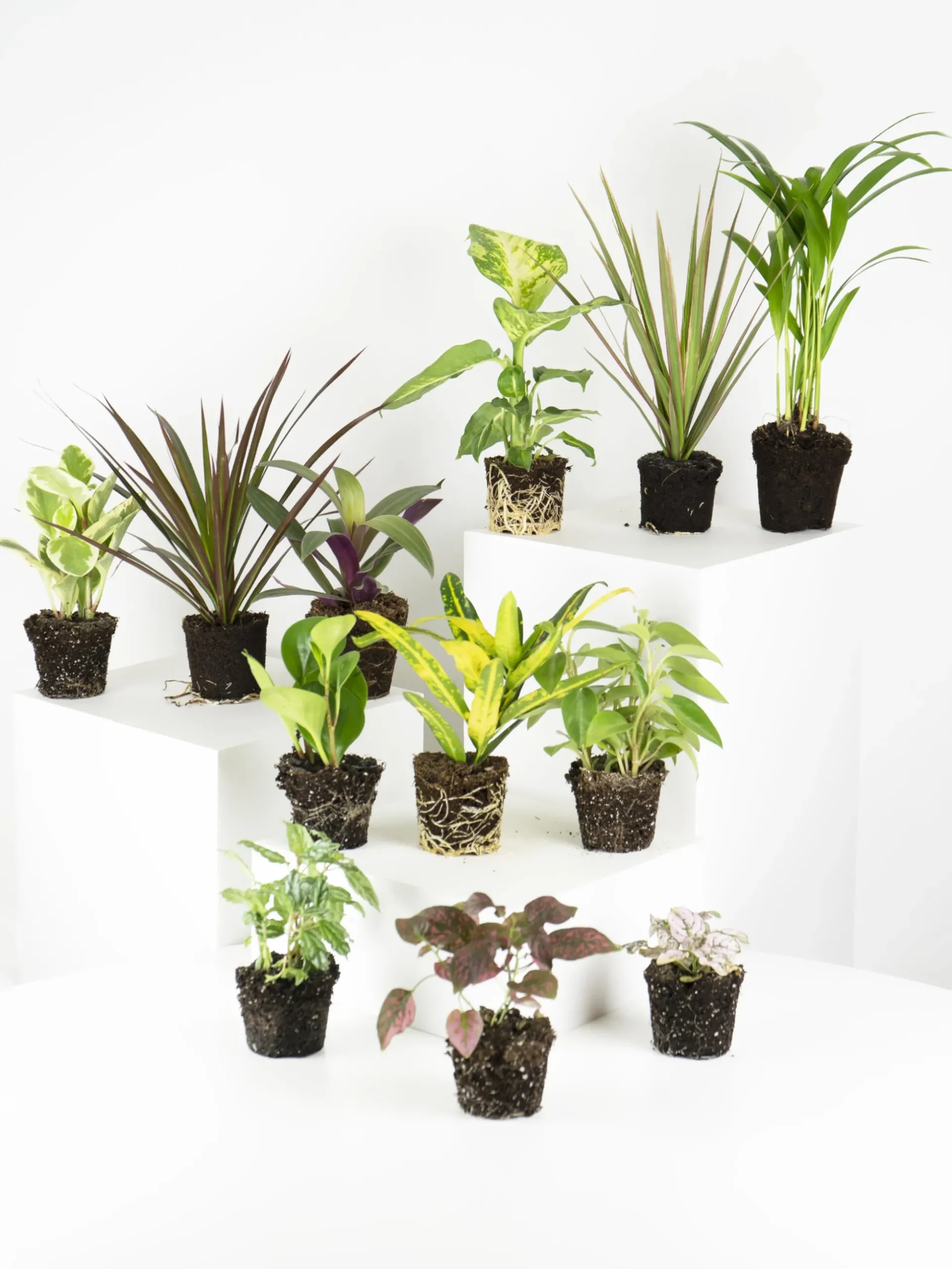 Pack De Mini Plantas - 6 Unidades