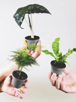 Pack De Mini Plantas - 6 Unidades