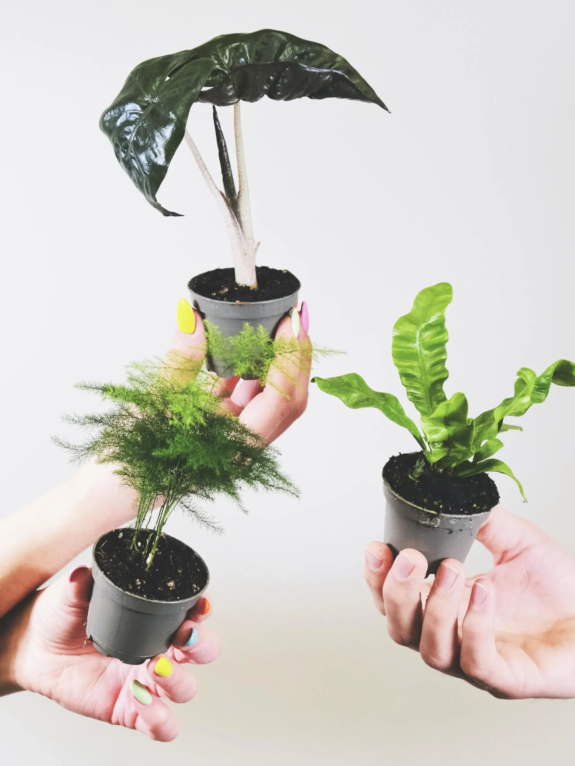 Pack De Mini Plantas - 6 Unidades