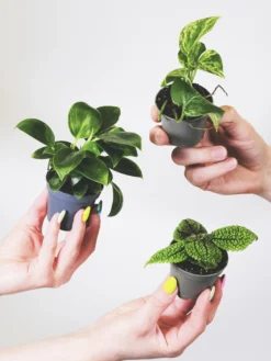 Pack De Mini Plantas - 6 Unidades
