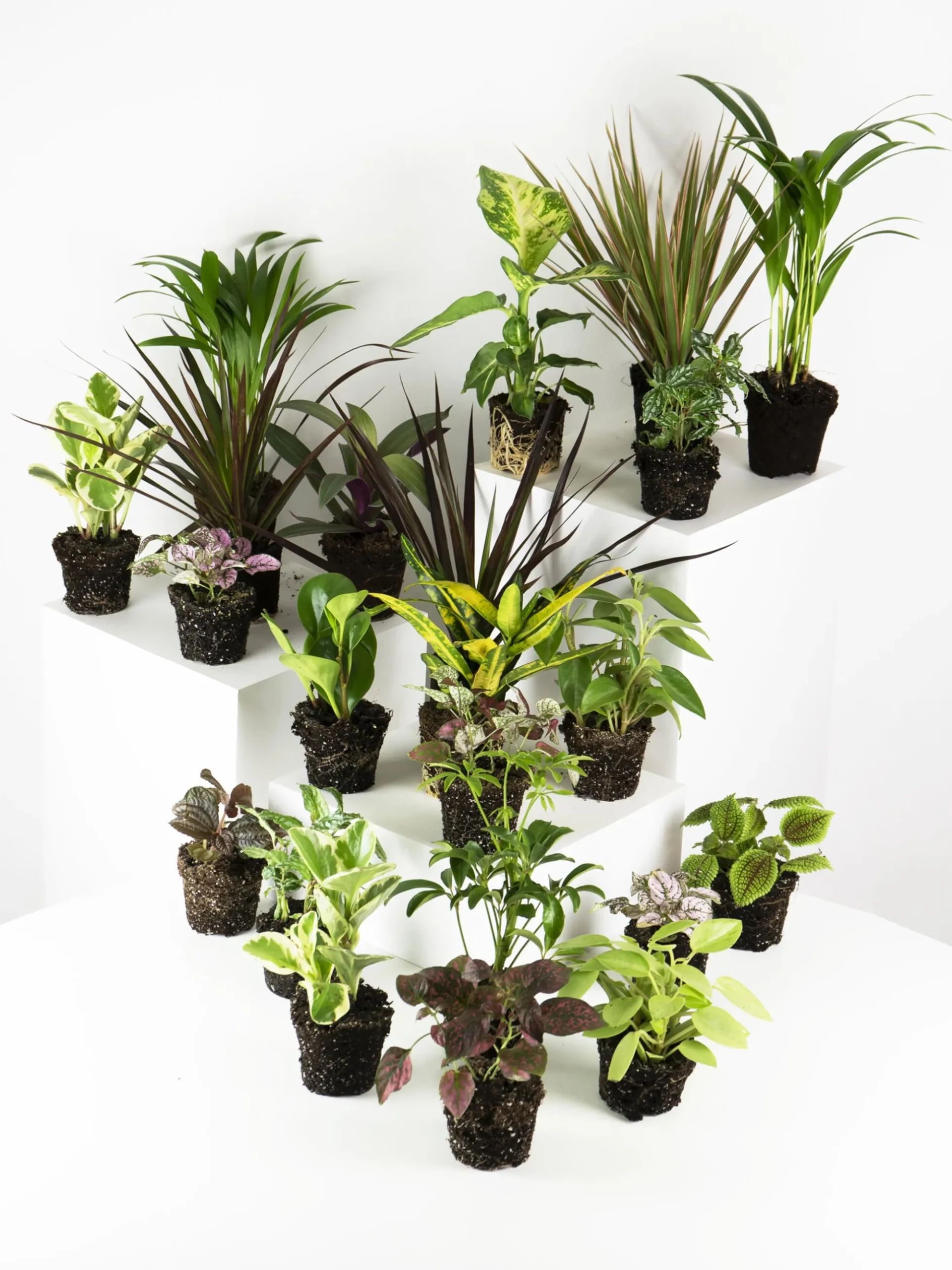 Pack De Mini Plantas - 6 Unidades