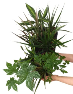 Pack De 10 Plantas De Interior M12