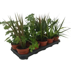 Pack De 10 Plantas De Interior M12