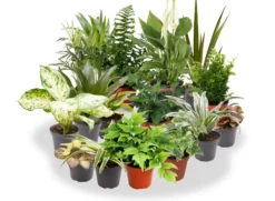 Pack De 10 Plantas De Interior M9