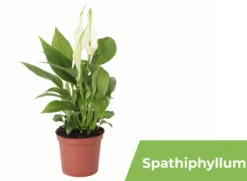 Pack De 10 Plantas De Interior M9