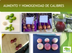 Pack Especial Huerto Ecológico Chamae. Todos Los Productos Para Tu Huerto Para Toda La Temporada