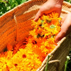 Pack 2 Jabón Natural De Caléndula - Calma La Piel Seca, Con Dermatitis E Irritaciones - Cicatriza Y Alivia Quemaduras
