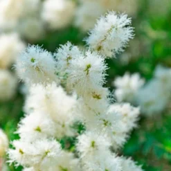 Pack 5 Jabón Natural Árbol De Té - Indicado Para Piel Grasa - Evita Acné - Apto Para Higiene Íntima - Exfoliante Suave