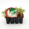 Pack Plantones Acelga Verde Penca Ancha 12 Ud. Natural - Fitoralia