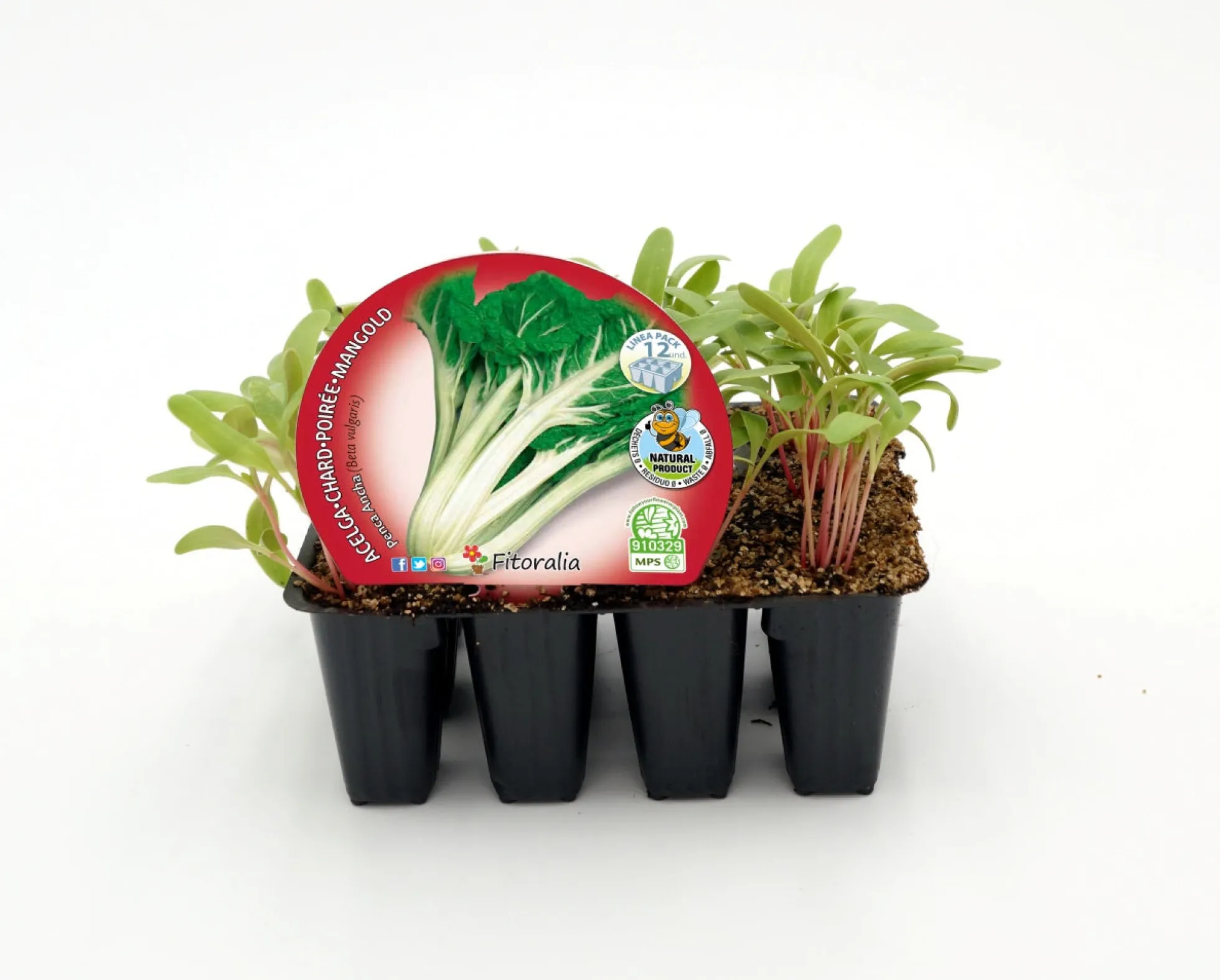 Pack Plantones Acelga Verde Penca Ancha 12 Ud. Natural - Fitoralia