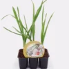Pack Plantones Ajos 6 Ud. Natural - Fitoralia