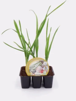 Pack Plantones Ajos 6 Ud. Natural - Fitoralia