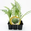 Pack Plantones Alcachofa 6 Ud. Natural - Fitoralia
