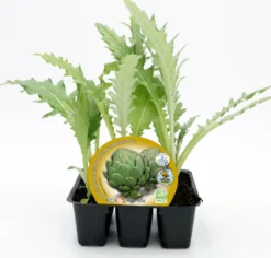 Pack Plantones Alcachofa 6 Ud. Natural - Fitoralia