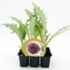 Pack Plantones Alcachofa Violeta De Romagna 6 Ud. Natural - Fitoralia