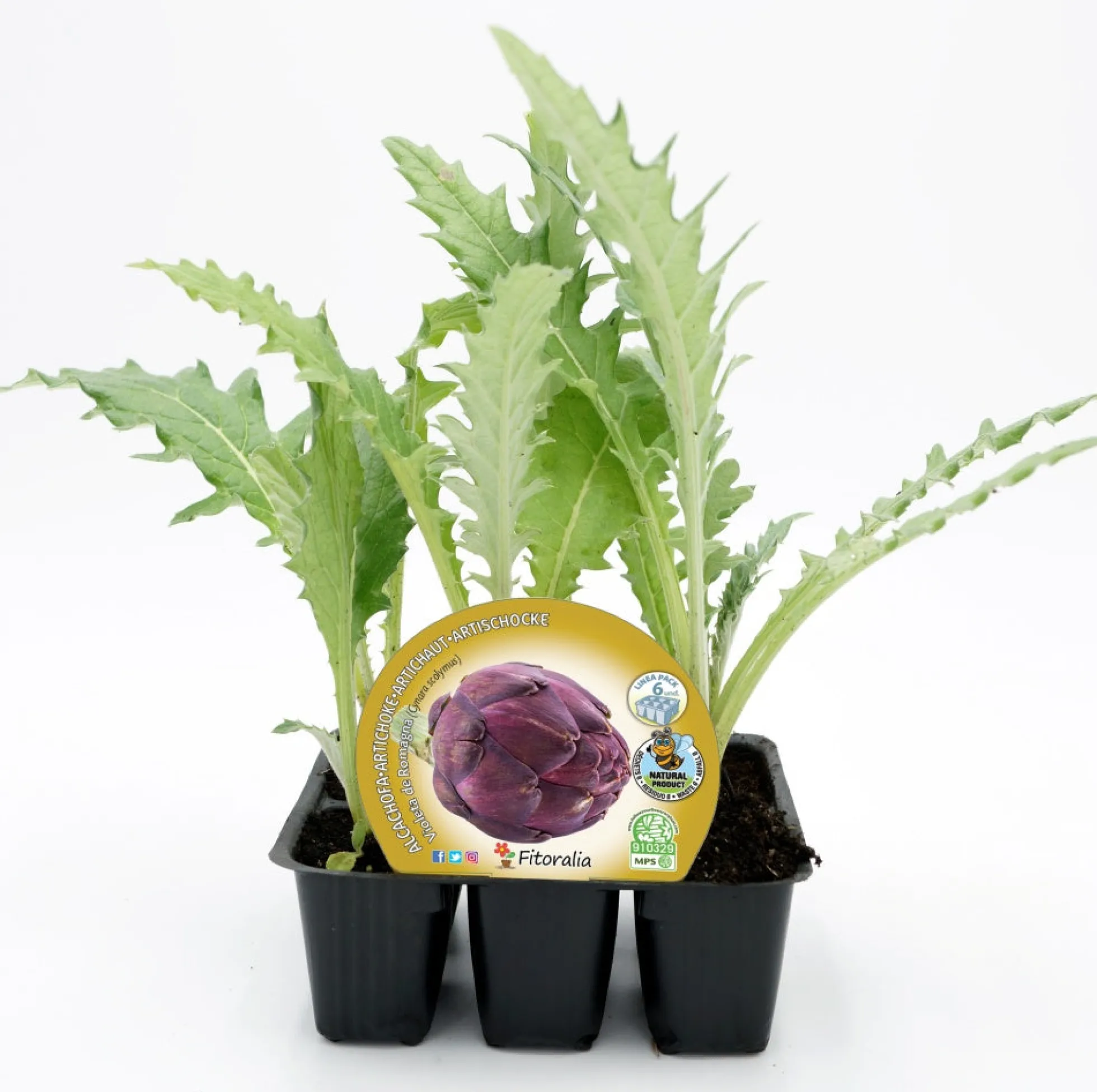 Pack Plantones Alcachofa Violeta De Romagna 6 Ud. Natural - Fitoralia