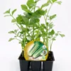 Pack Plantones Apio 6 Ud. Natural - Fitoralia