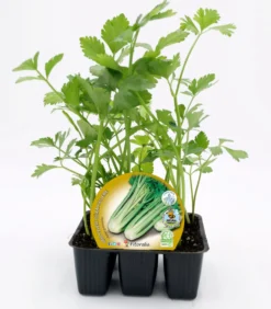 Pack Plantones Apio 6 Ud. Natural - Fitoralia