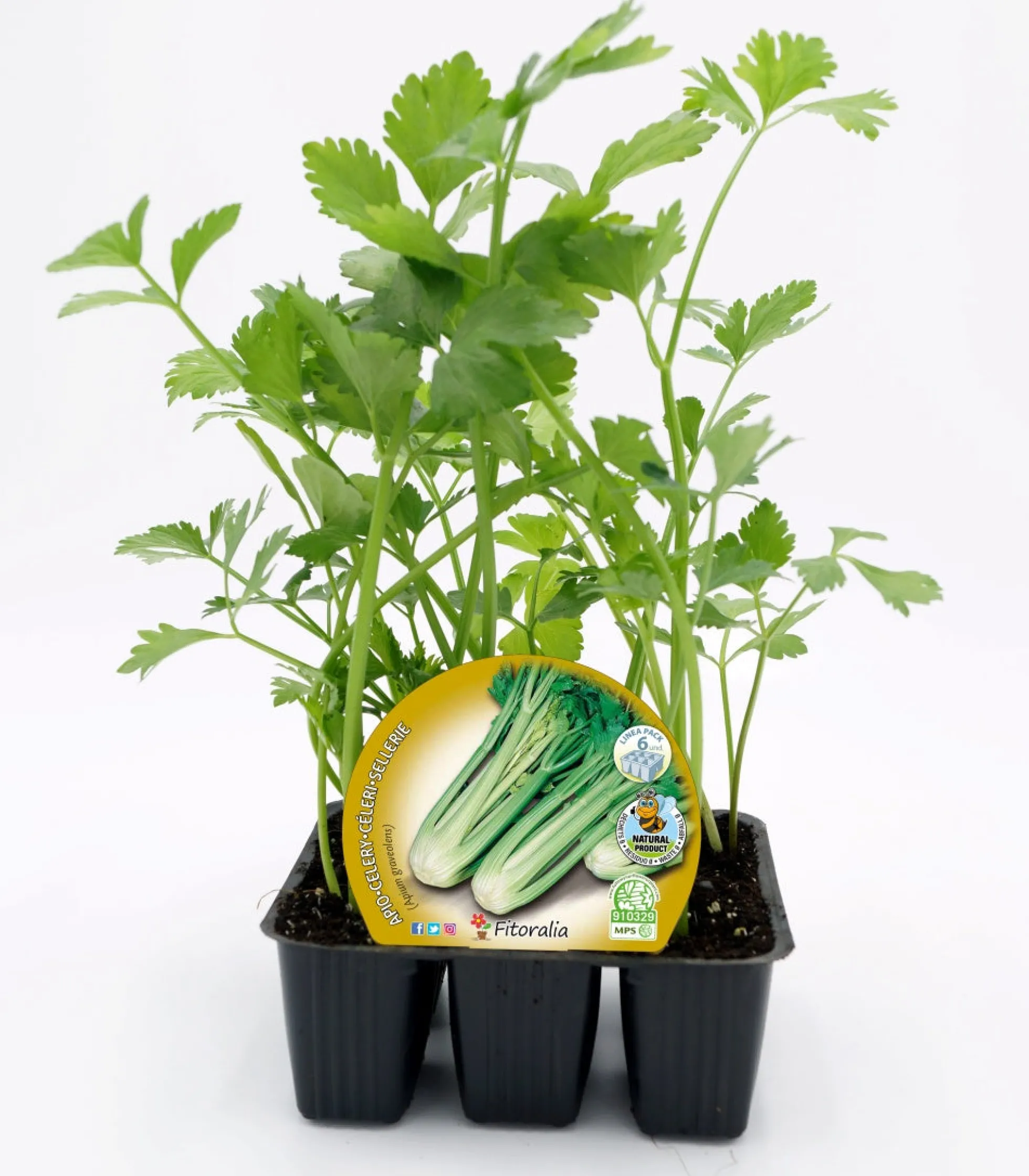 Pack Plantones Apio 6 Ud. Natural - Fitoralia