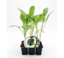 Pack Plantones Brócoli Híbrido F1 Parthenon 6 Ud. Natural - Fitoralia