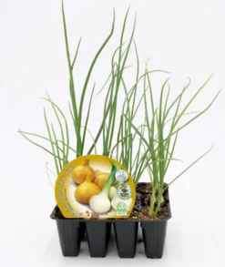 Pack Plantones Cebolla Babosa 12 Ud. Natural - Fitoralia