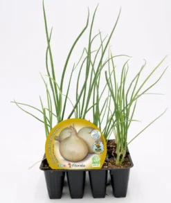 Pack Plantones Cebolla De Fuentes 12 Ud. Natural - Fitoralia