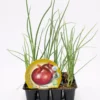 Pack Plantones Cebolla Figueras 12 Ud. Natural - Fitoralia