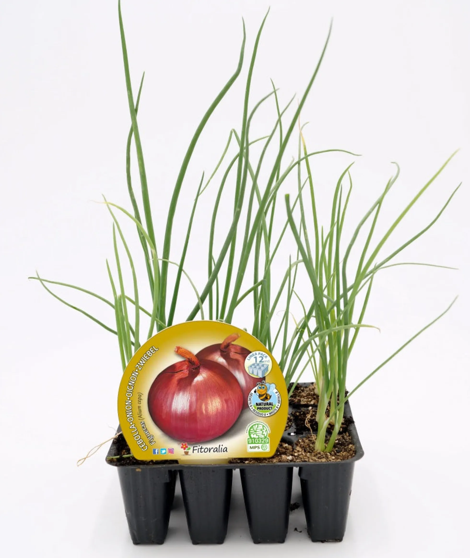 Pack Plantones Cebolla Figueras 12 Ud. Natural - Fitoralia