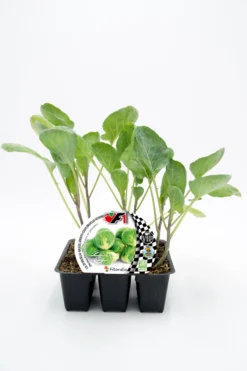Pack Plantones Col Bruselas Híbrida F1 Divino 6 Ud. Natural - Fitoralia