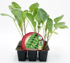 Pack Plantones Col Bruselas 6 Ud. Natural - Fitoralia
