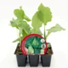 Pack Plantones Col Corazón De Buey 6 Ud. Natural - Fitoralia