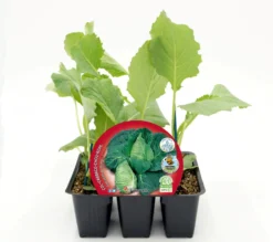 Pack Plantones Col Corazón De Buey 6 Ud. Natural - Fitoralia
