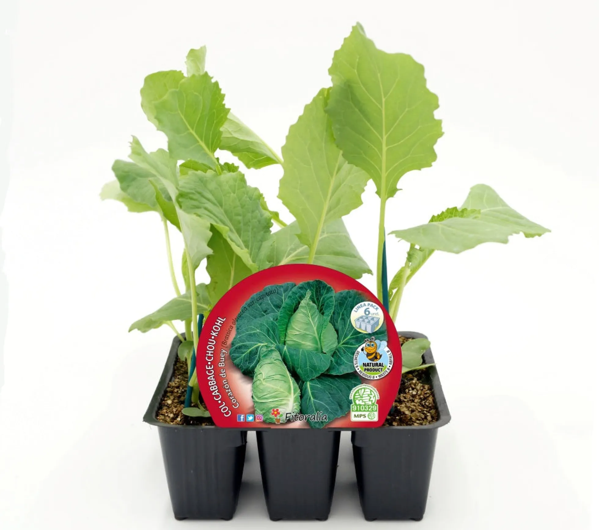 Pack Plantones Col Corazón De Buey 6 Ud. Natural - Fitoralia