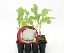 Pack Plantones Coliflor Blanca 12 Ud. Natural - Fitoralia