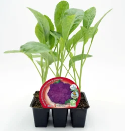 Pack Plantones Coliflor Híbrida F1 Morada Purpurina 6 Ud. Natural - Fitoralia
